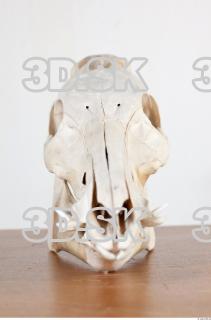 Skull photo reference 0042